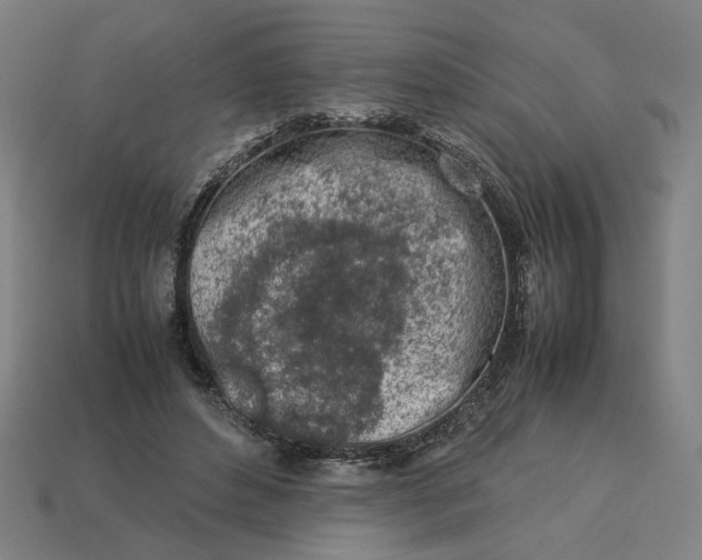 X0000113350496200910061021