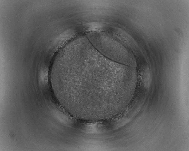 X0000113350504200910061021