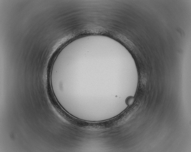 X0000113350630200910061019