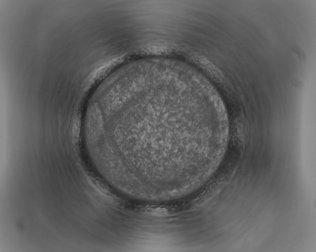 X0000113350640200910061019