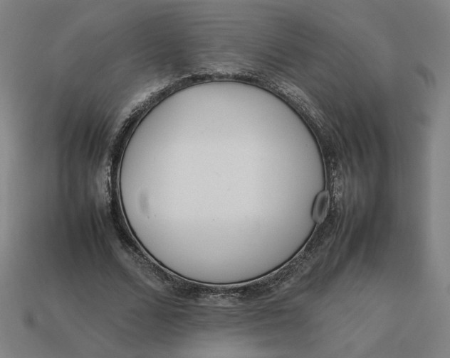 X0000113350680200910061019