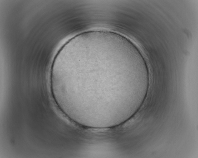 X0000113350864200910061017