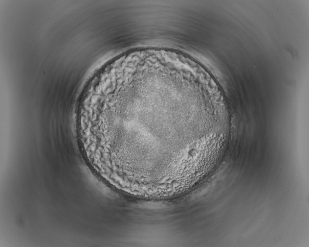 X0000113350998200910061015