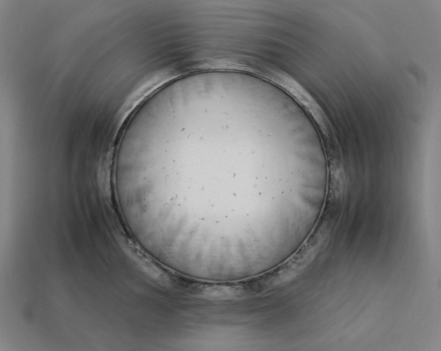 X0000113351002200910061015