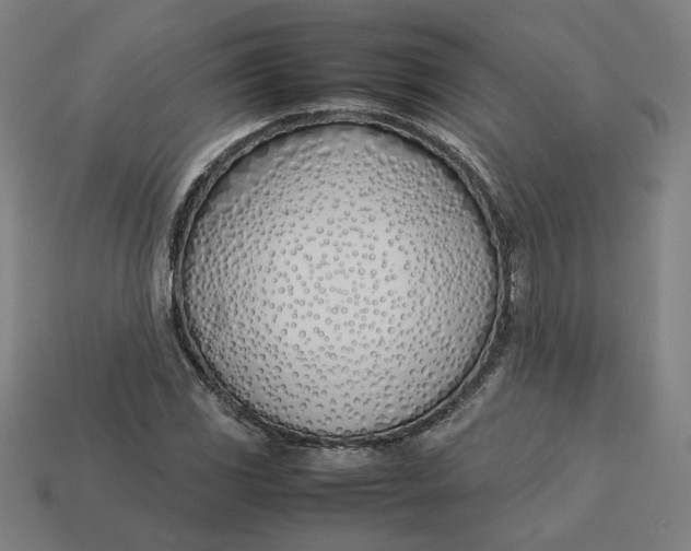 X0000113351117200910061013