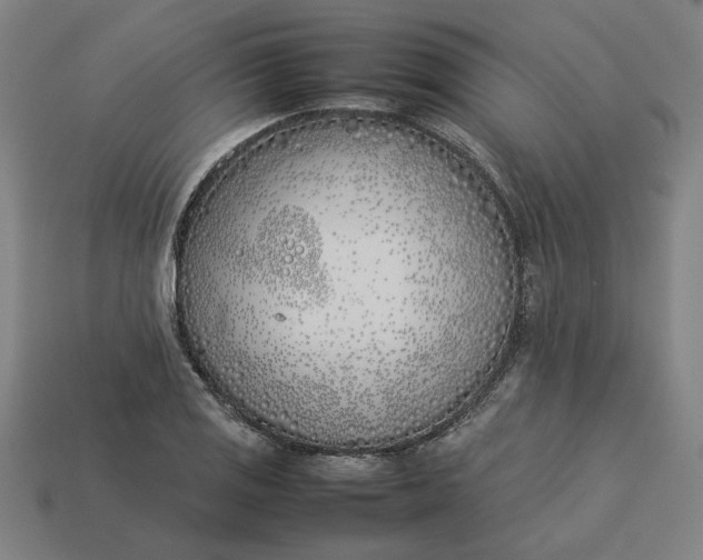 X0000113351125200910061013