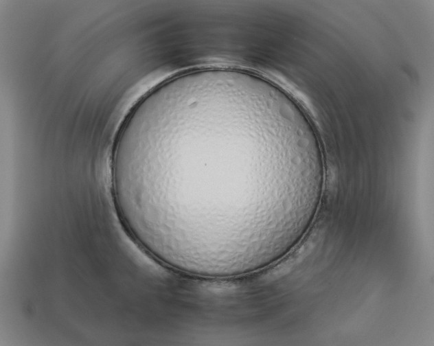 X0000113351239200910061012