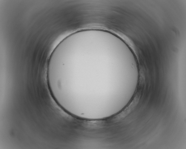 X0000113351390200910061009