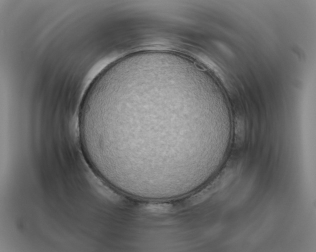 X0000113351466200910061008