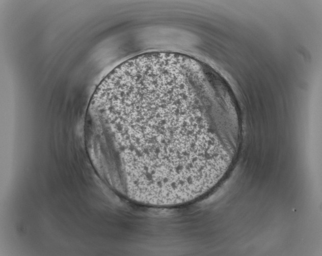 X0000113351529200910061008