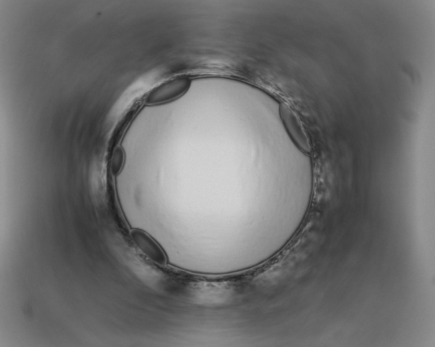 X0000113350296200910131245