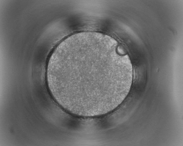 X0000113350301200910131245