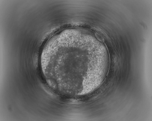 X0000113350496200910131242