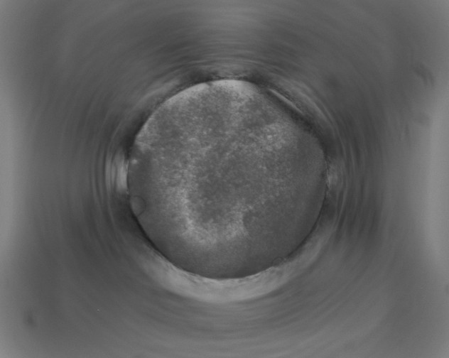 X0000113360046200910061049