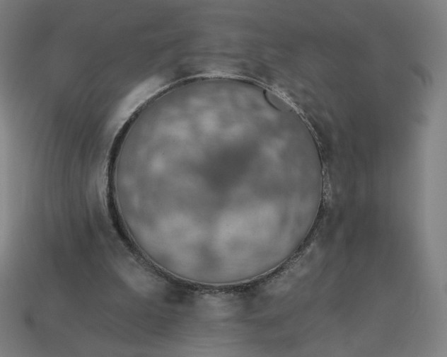 X0000113360199200910061047