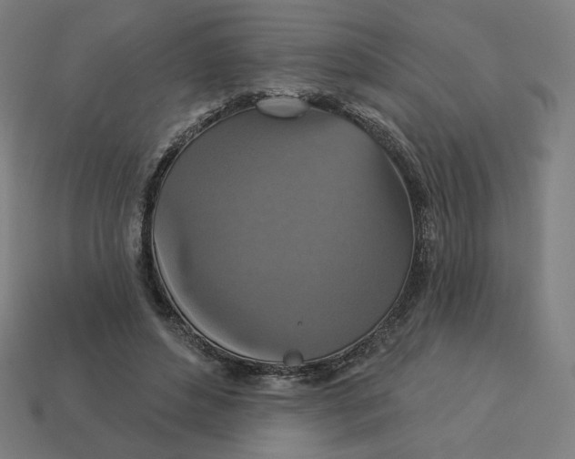 X0000113360496200910061043