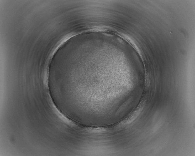 X0000113360851200910061038