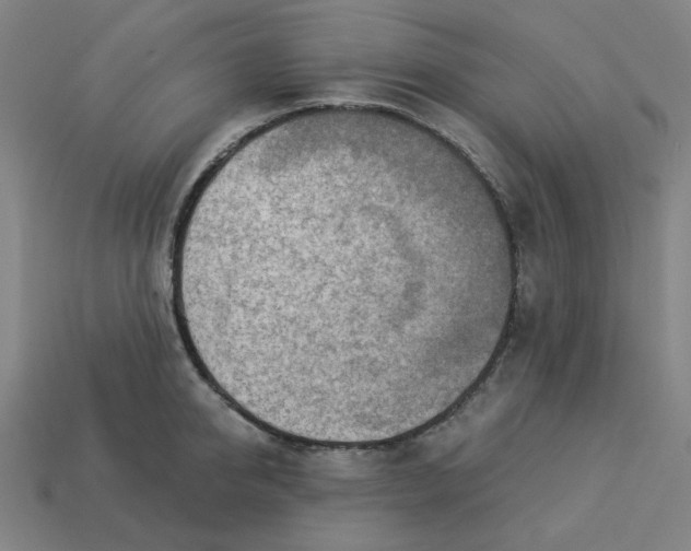 X0000113360950200910061037