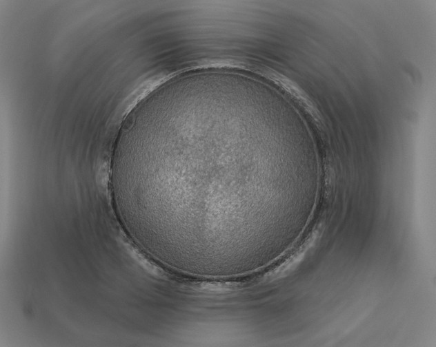 X0000113360985200910061036