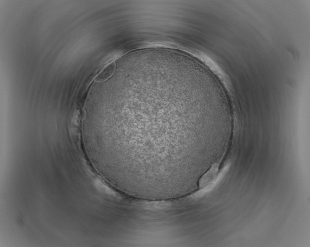 X0000113361001200910061036