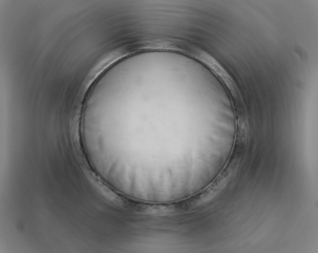 X0000113361002200910061036