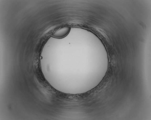 X0000113361015200910061035