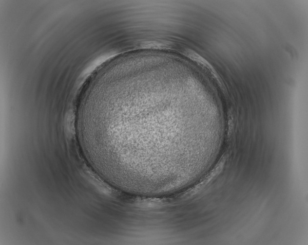 X0000113361019200910061035