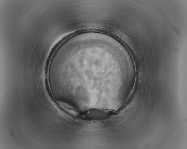 X0000113361024200910061035