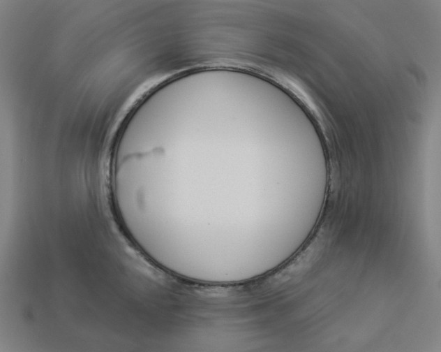 X0000113361048200910061036