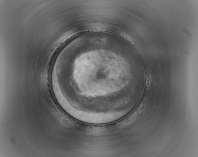 X0000113361074200910061035