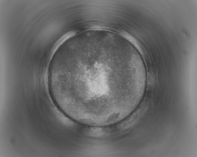 X0000113361098200910061034