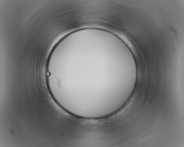 X0000113361100200910061034