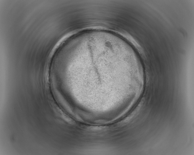 X0000113361240200910061033