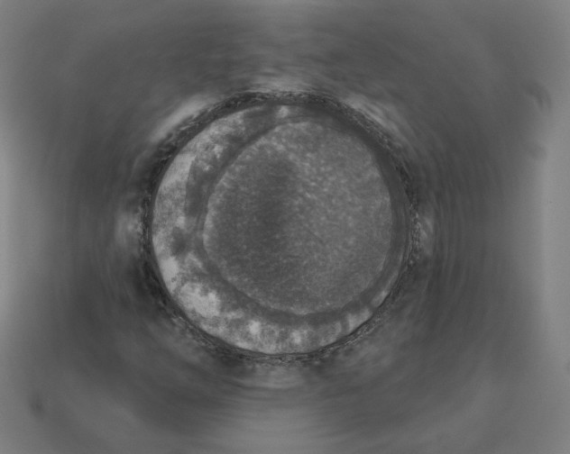 X0000113361254200910061032