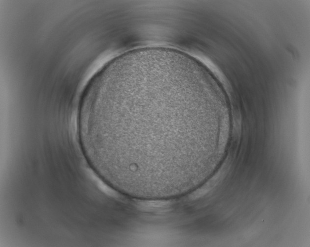 X0000113361294200910061032