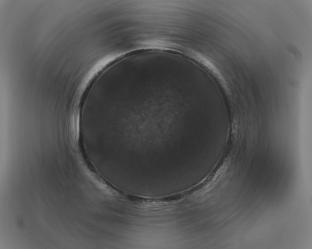 X0000113361323200910061032