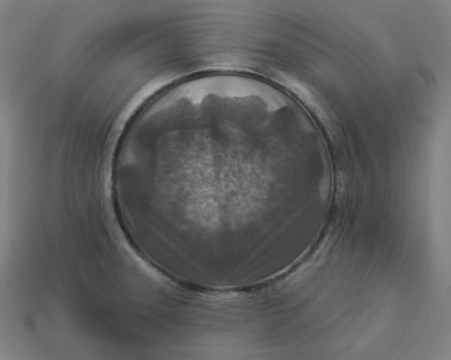 X0000113361331200910061032