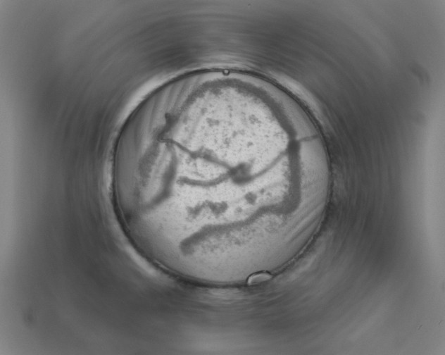 X0000113361383200910061031