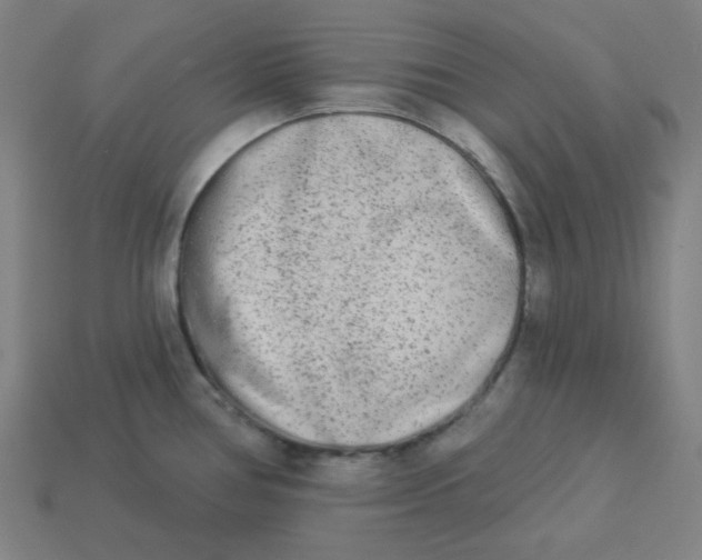 X0000113361386200910061031