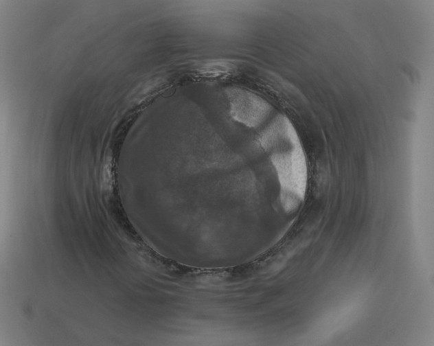 X0000113361394200910061030