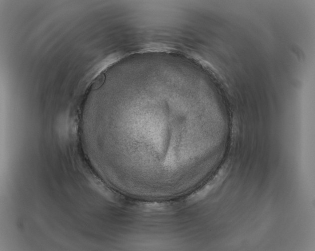 X0000113361401200910061030