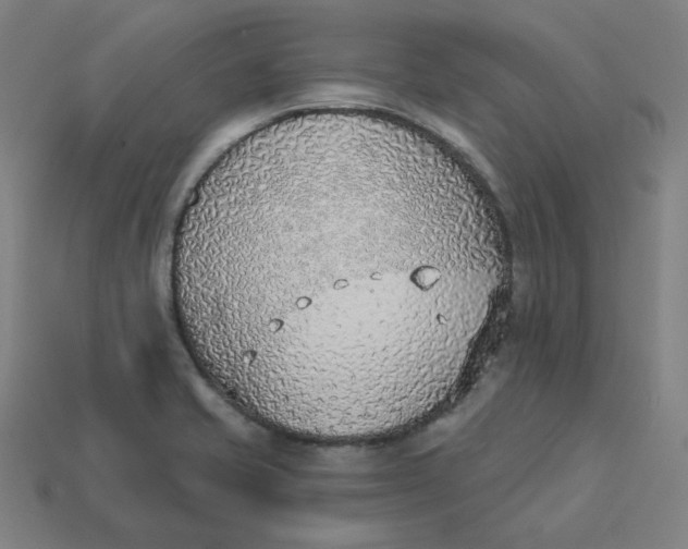 X0000113361421200910061030