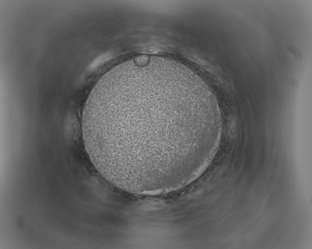 X0000113361446200910061030