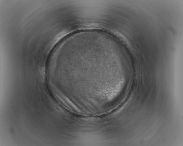 X0000113361457200910061030