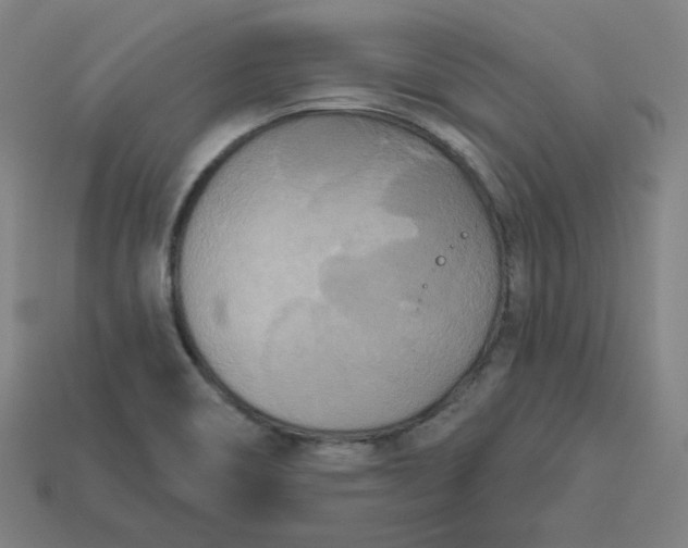 X0000113361466200910061029