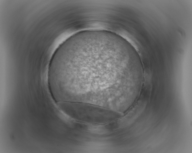 X0000113361477200910061029