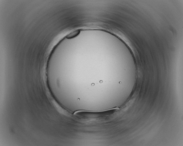 X0000113361485200910061029