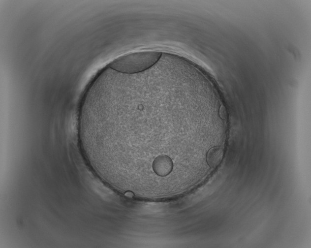 X0000113361506200910061029