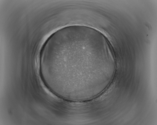 X0000113361515200910061029