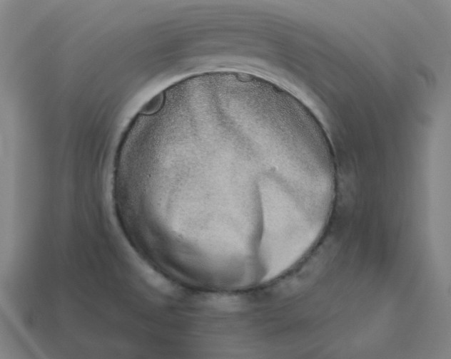 X0000113361525200910061029